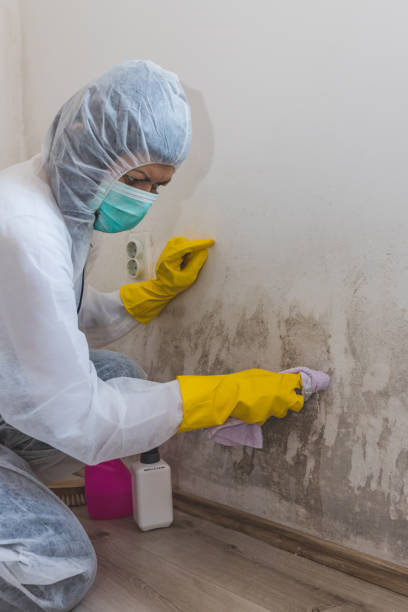 Best Airborne Mold Testing  in Westville, IN