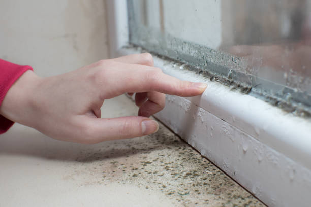Best Mold Removal for HVAC Installations  in Westville, IN
