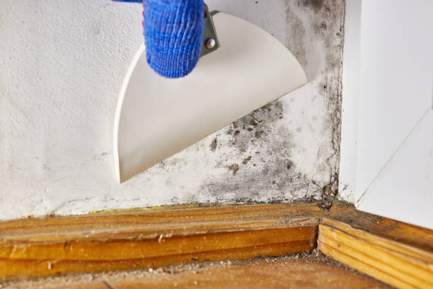 Best HVAC Mold Inspection and Cleaning  in Westville, IN